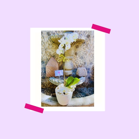 Polaroid-style photo of a white orchid plant with gold leaves in a white pot, surrounded by spa products on a lavender background